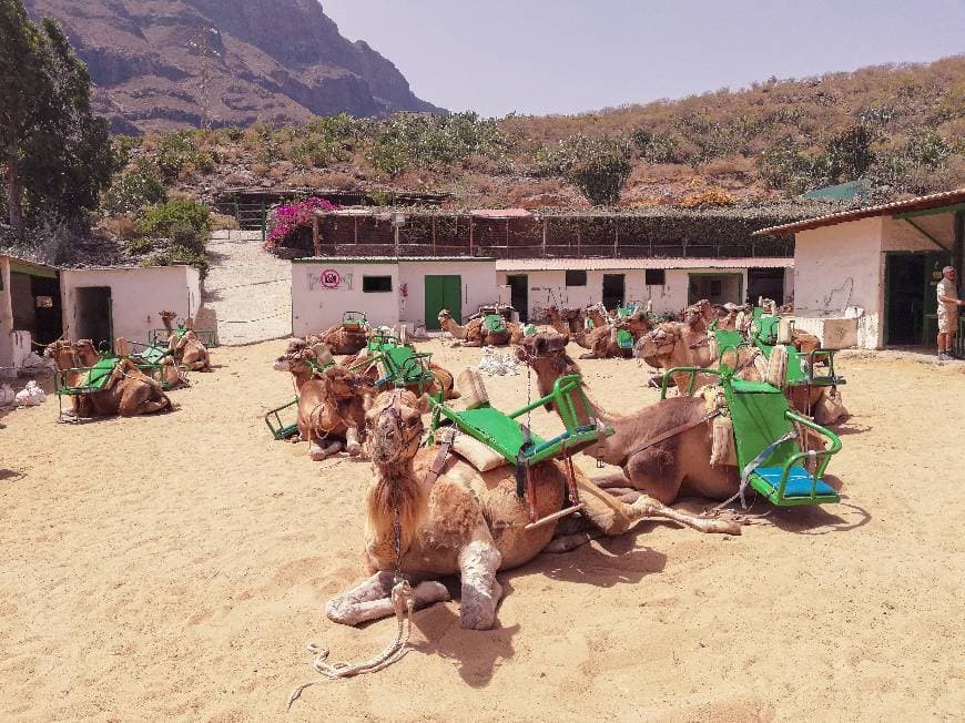 Lugar Camel Safari Park