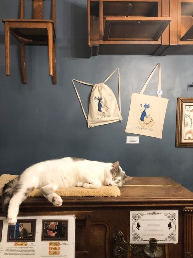 Restaurantes Le Café des Chats