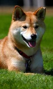 Moda Shiba Inu