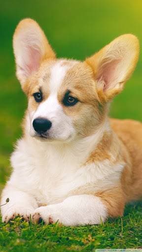 Moda Welsh Corgi