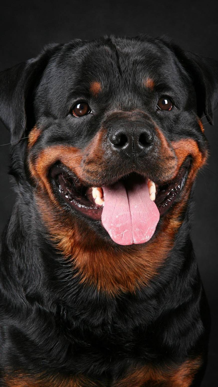 Fashion Rottweiler 