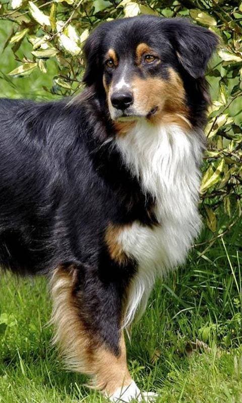 Moda Australian Shepherd