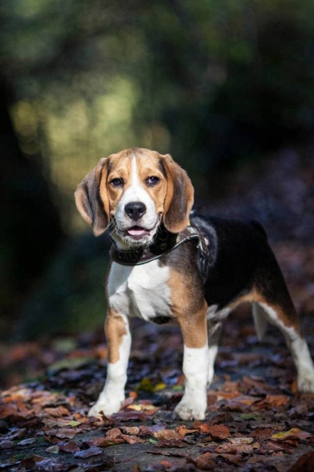 Fashion Beagle