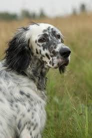 Moda English Setter