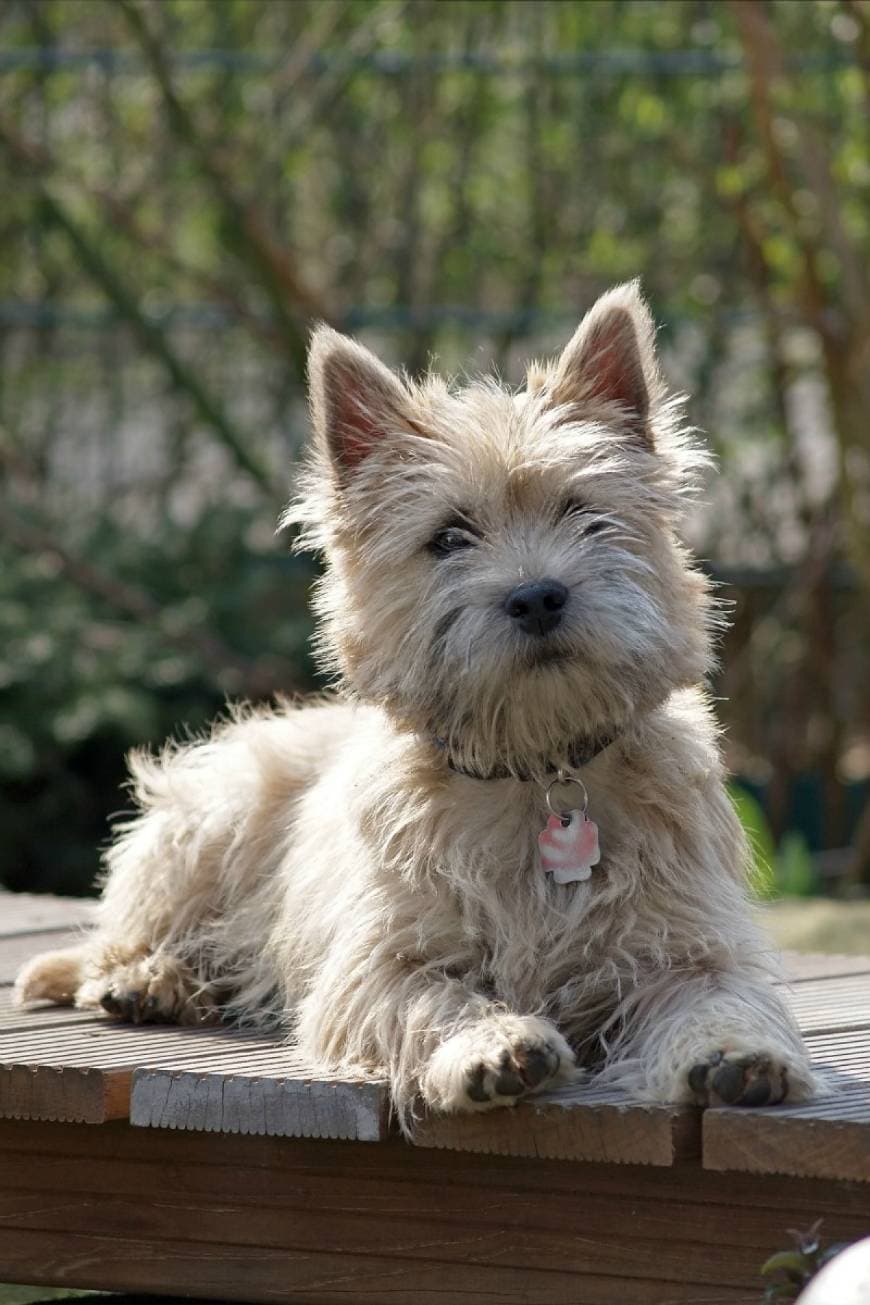 Moda Cairn Terrier