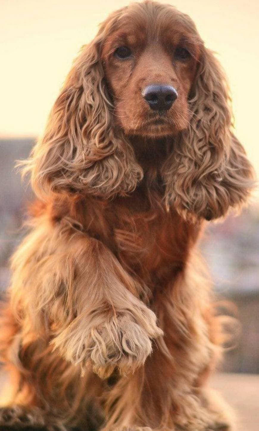 Moda Cocker Spaniel 