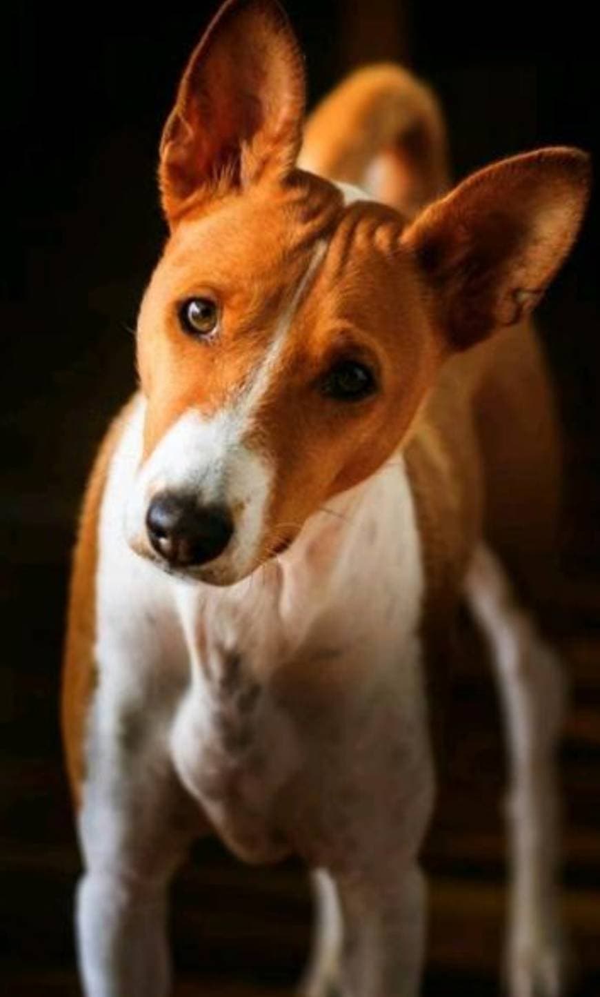 Moda Basenji