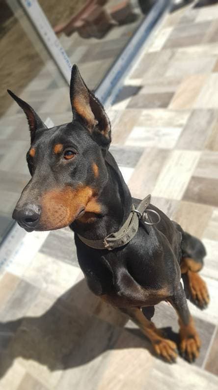 Fashion Doberman