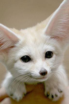 Moda Fennec Fox