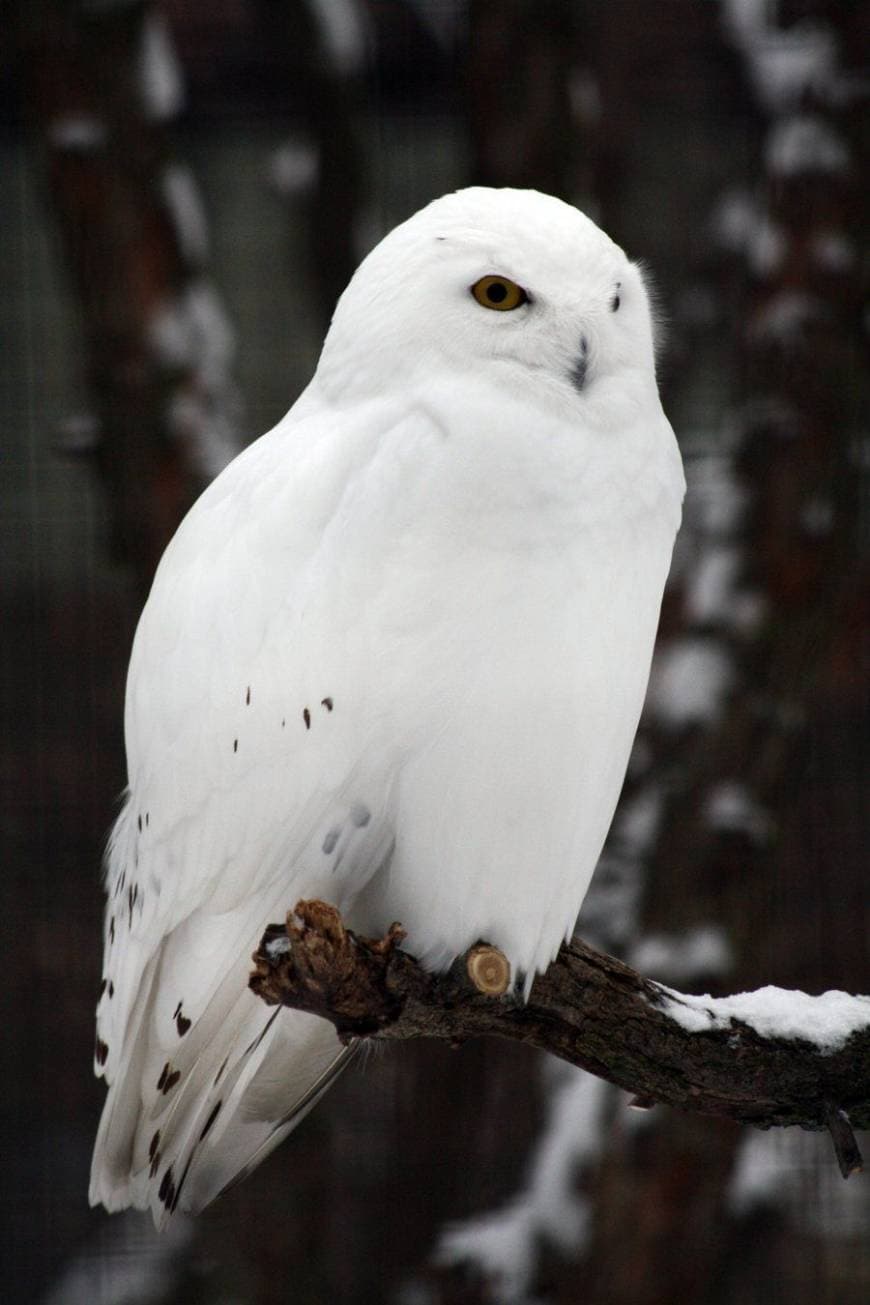 Fashion Snowy Owl