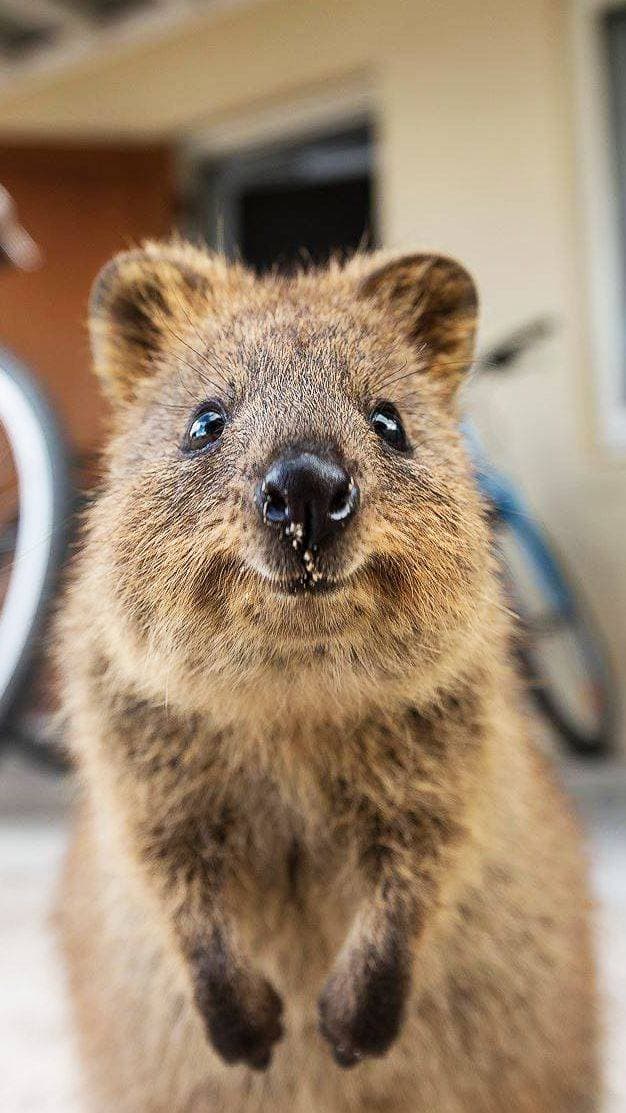 Fashion Quokka