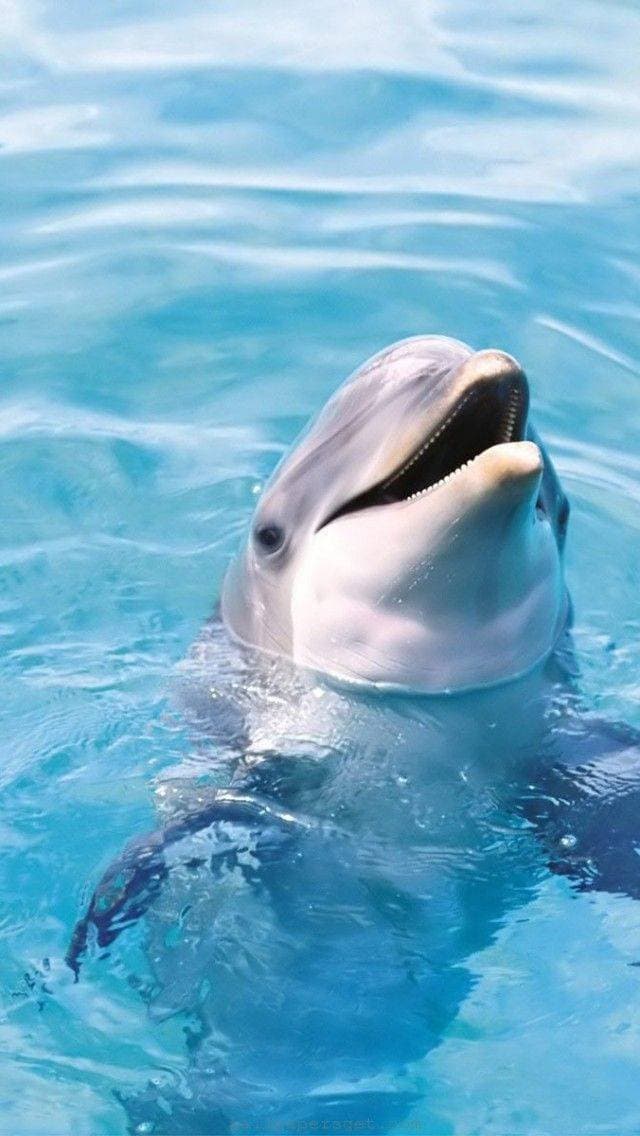 Fashion Dolphin