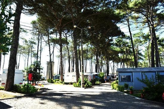 Place Camping Árvore