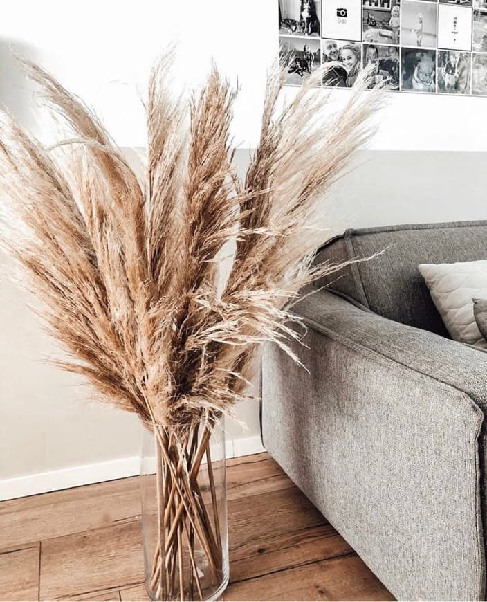 Product PAMPAS GRASS