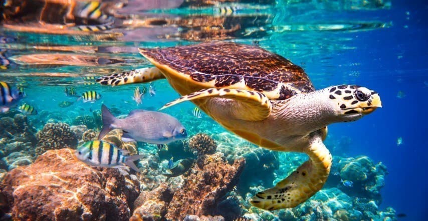 Moda Acessórios para Snorkeling 