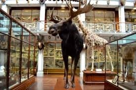 Place National Museum of Ireland - Natural History Museum