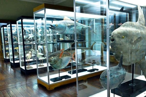 Place Museu de Historia Natural do Funchal