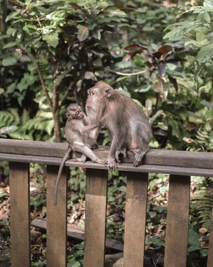 Place Sacred Monkey Forest Sanctuary