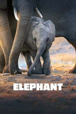 Movie Elephant