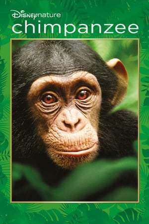 Movie Chimpanzee