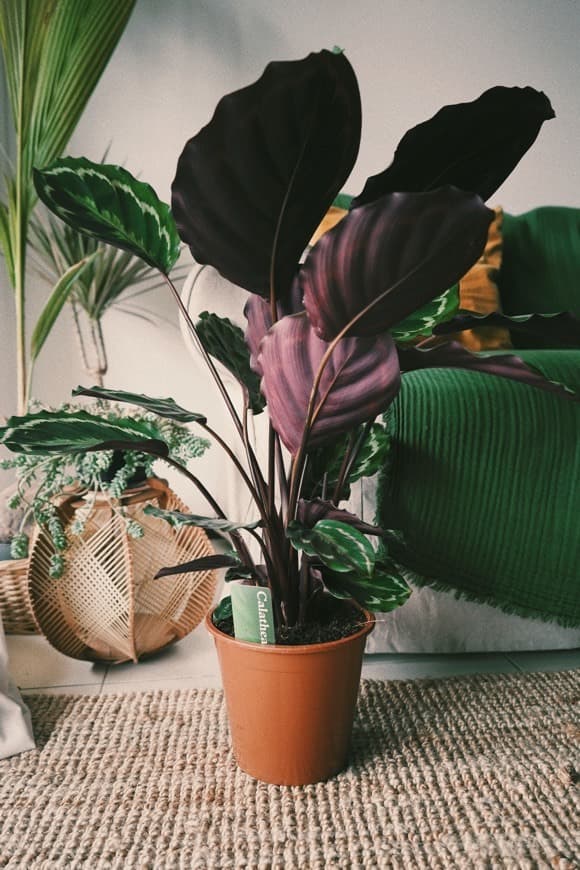 Producto Calathea Medallion