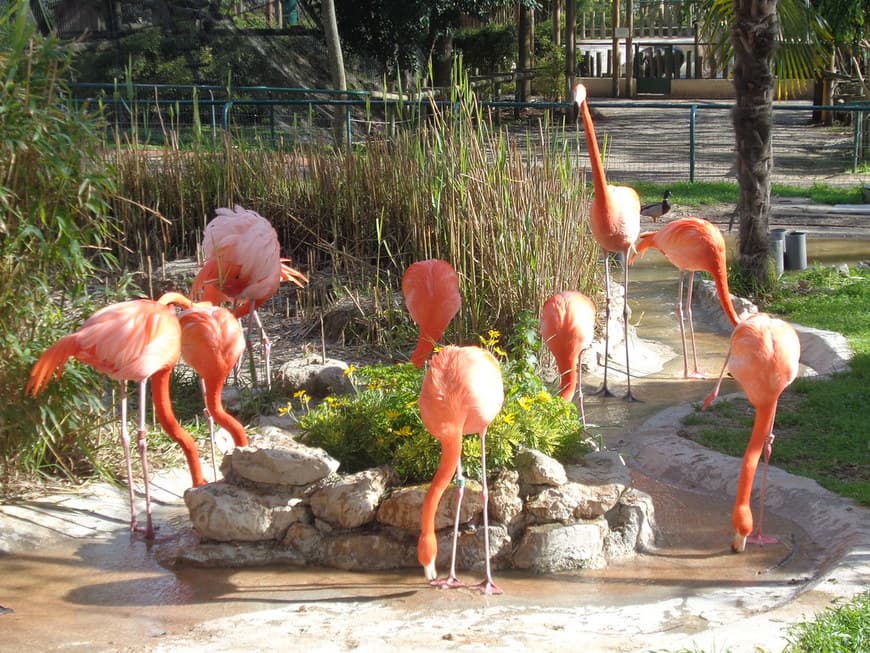 Fashion Jardim Zoológico 