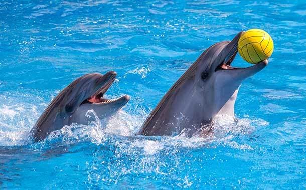 Lugar Dubai Dolphinarium - Dolphin & Seal Show