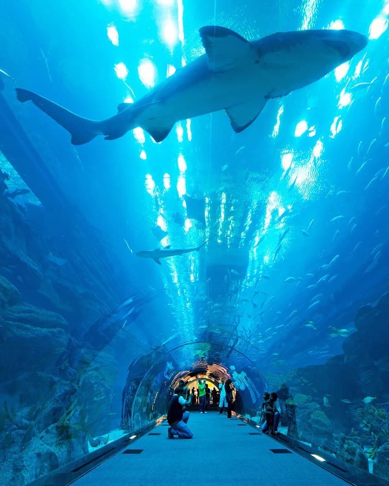 Place Dubai Aquarium & Underwater Zoo