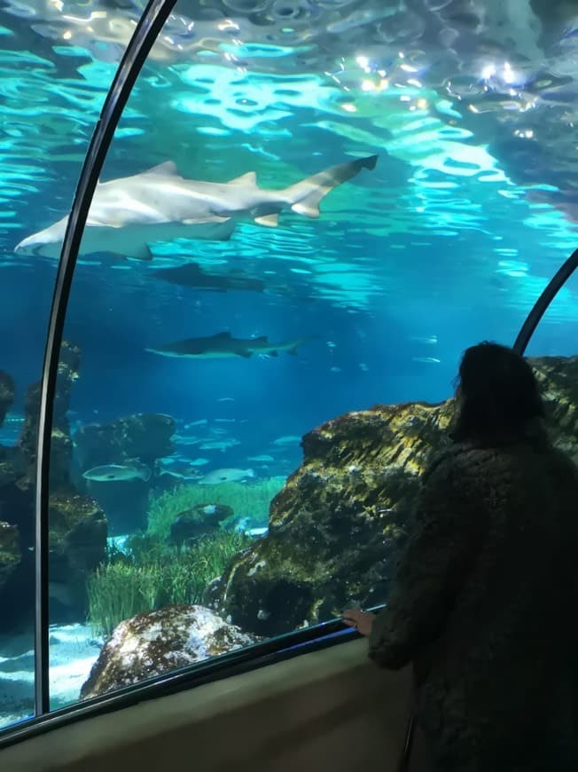 Place Aquarium de Barcelona Barcelona