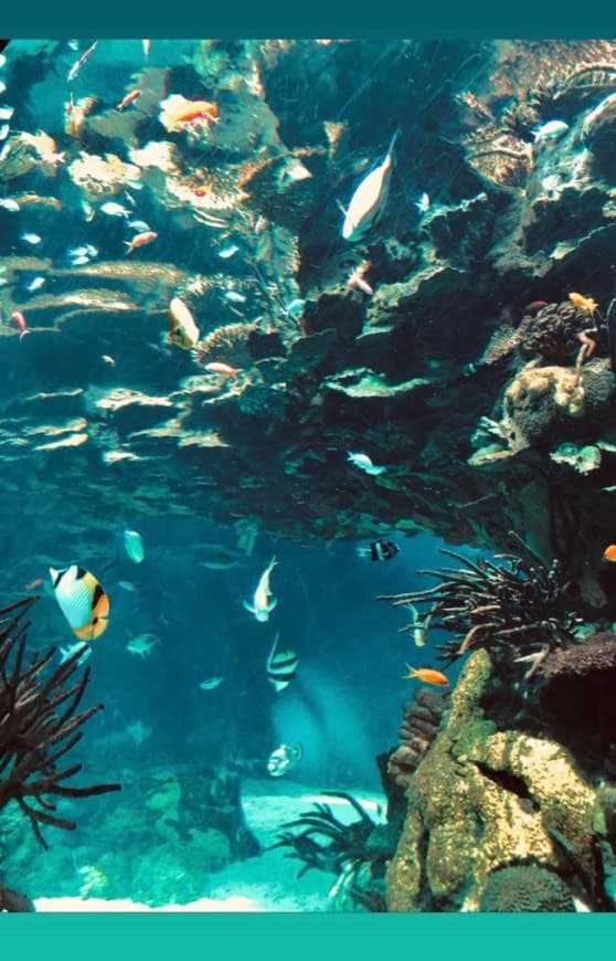 Lugar Oceanario de Lisboa