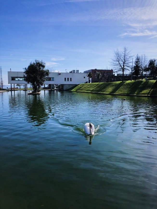 Lugar Jardim do Lago