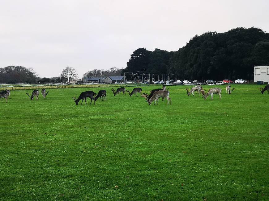 Lugar Phoenix Park