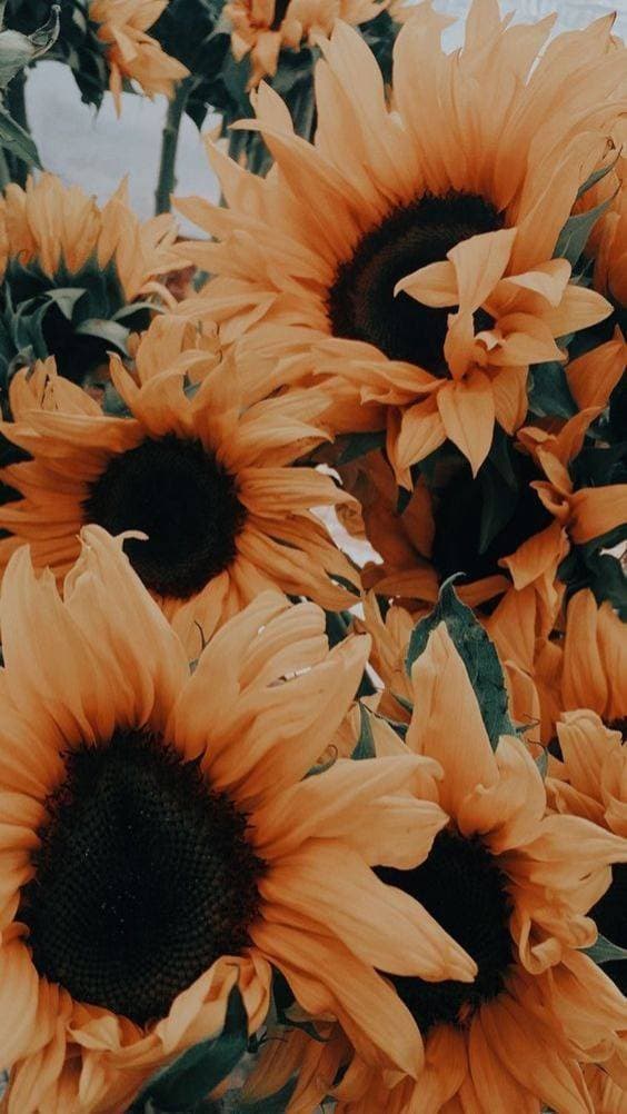 Fashion sunflower wallpaper