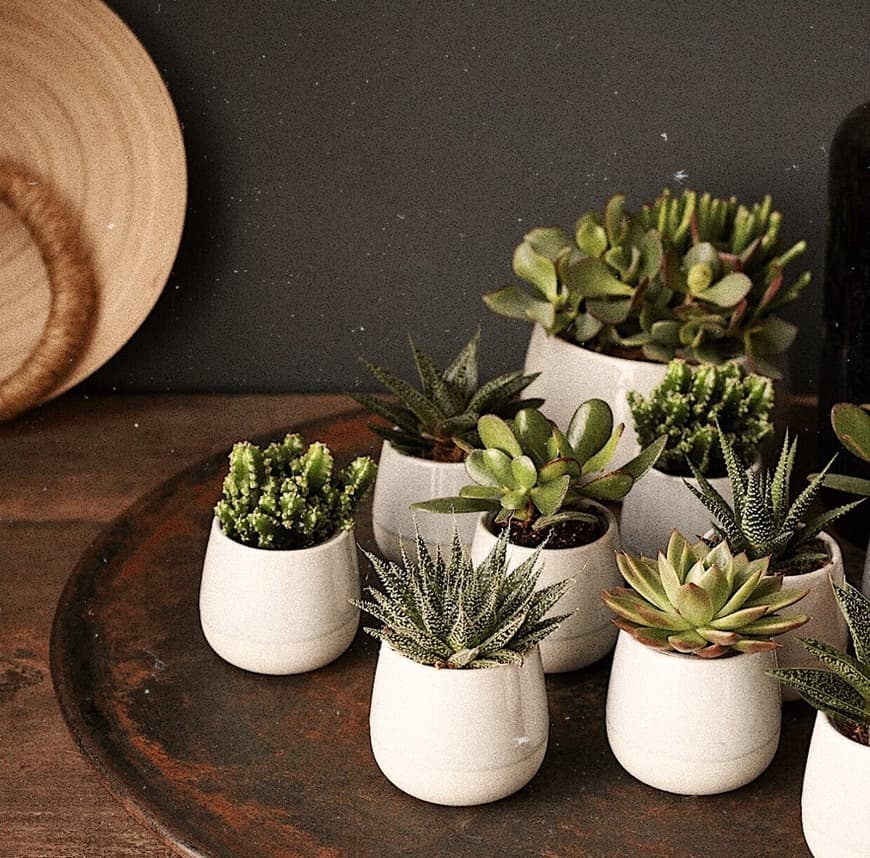 Product CONJUNTO DE PLANTAS IKEA