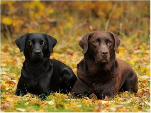 Moda Labrador retriver