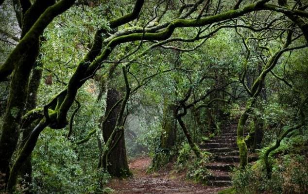 Lugar Mata do Buçaco , Luso 