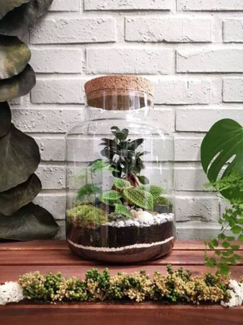 Moda Terrarium