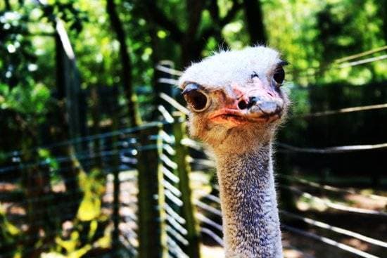 Place Zoo Lourosa - Ornithological Park Lourosa