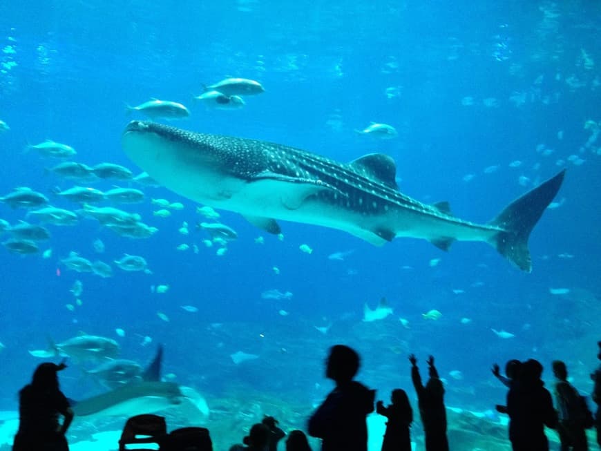 Lugar Lisbon Oceanarium