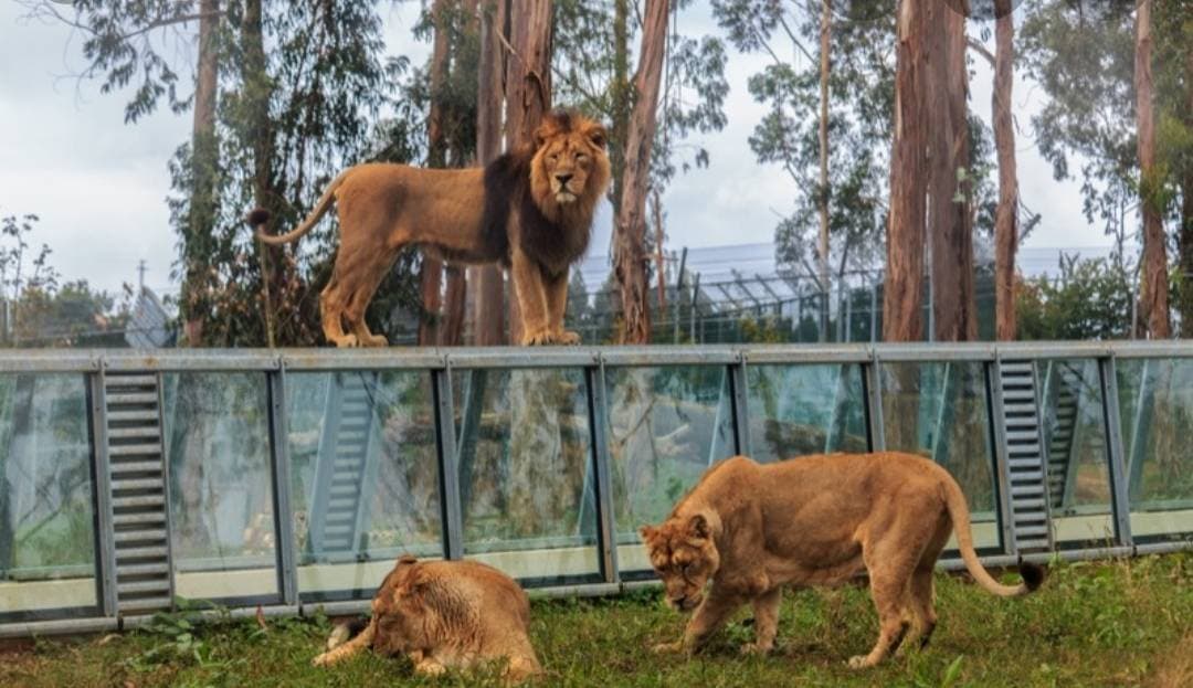 Place ZOO Santo Inácio