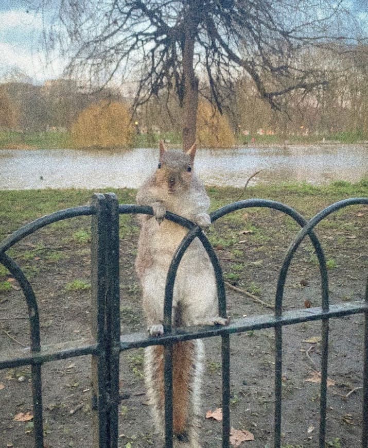 Lugar St. James's Park