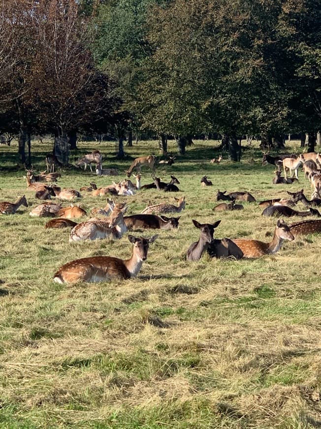 Lugar Phoenix Park