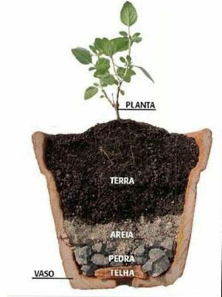 Moda Plantar uma planta