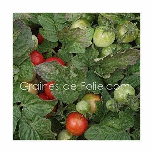 Elemento de la categoría hogar Portal Cool Bio Tomate Robin Graines tomate semillas orgÃ¡nicas