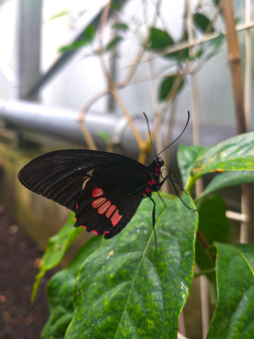 Moda Jardin des papillons