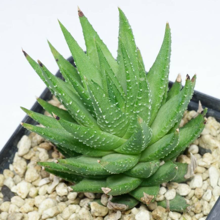 Fashion Haworthia Fasciata