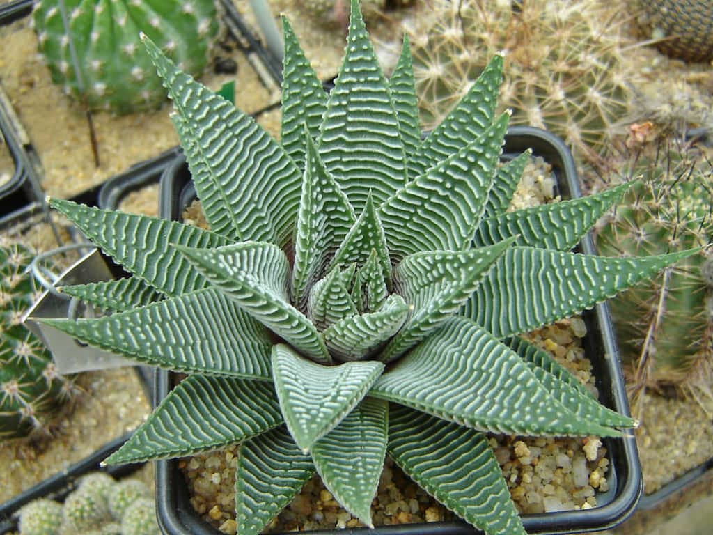 Fashion Haworthia Limifolia