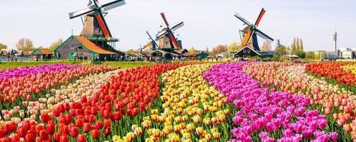 Lugar Tulip Field