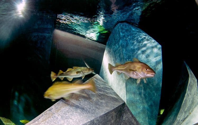 Lugar Museu Marítimo de Ílhavo e Aquário dos Bacalhaus