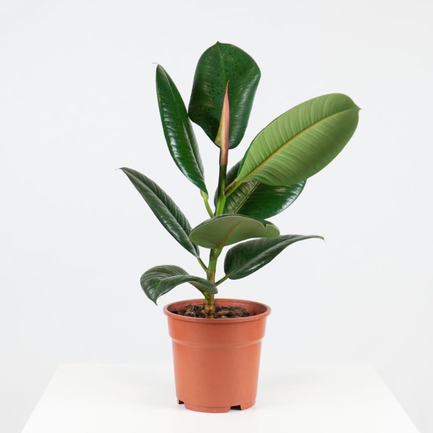 Moda Ficus Elastica